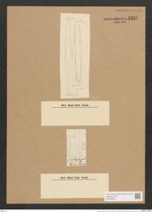 Berkeleya fragilis Grev. (de-Toni-Nr.: Genus 21, Species 1215) Zeichnungen Sammlung Grunow Nr. 2337 (NHMW-BOT-W0369466)
